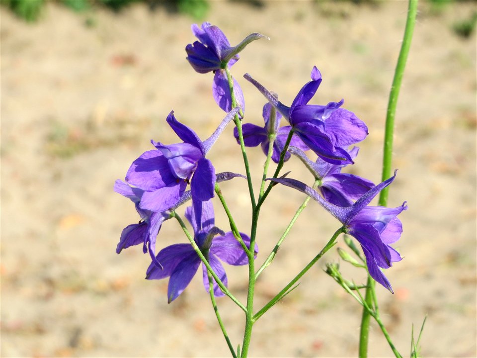 Gewöhnlicher Feldrittersporn (Consolida regalis) bei Neulußheim (Gemarkung Altlußheim)