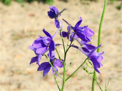 Gewöhnlicher Feldrittersporn (Consolida regalis) bei Neulußheim (Gemarkung Altlußheim)