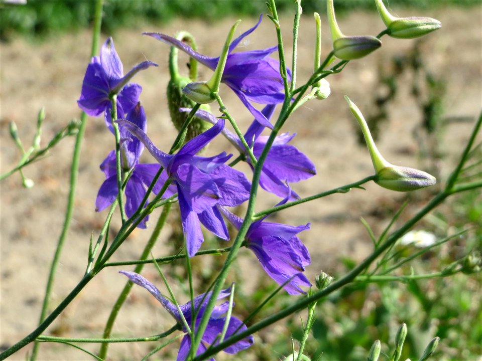 Gewöhnlicher Feldrittersporn (Consolida regalis) bei Neulußheim (Gemarkung Altlußheim)