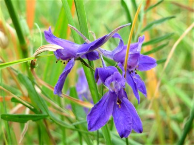 Gewöhnlicher Feldrittersporn (Consolida regalis) bei Reilingen