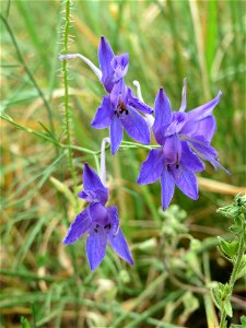 Gewöhnlicher Feldrittersporn (Consolida regalis) bei Reilingen