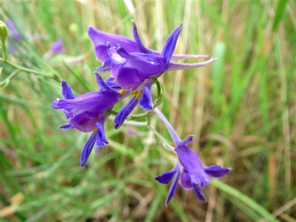 Gewöhnlicher Feldrittersporn (Consolida regalis) bei Reilingen