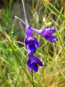 Gewöhnlicher Feldrittersporn (Consolida regalis) bei Reilingen