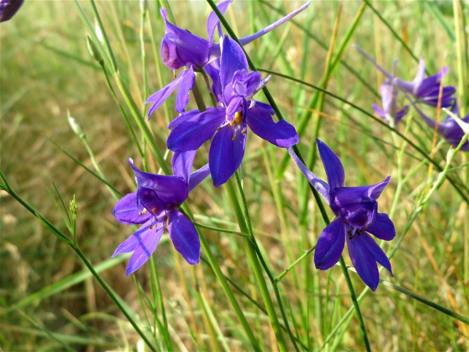 Gewöhnlicher Feldrittersporn (Consolida regalis) bei Reilingen