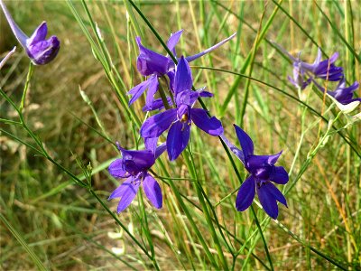 Gewöhnlicher Feldrittersporn (Consolida regalis) bei Reilingen
