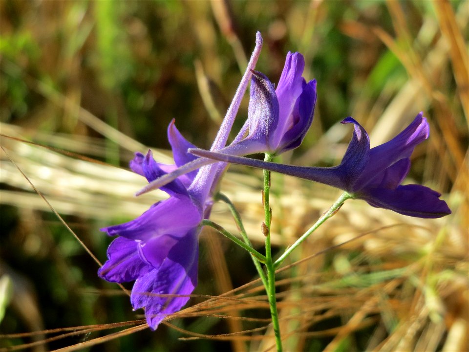 Gewöhnlicher Feldrittersporn (Consolida regalis) bei Reilingen