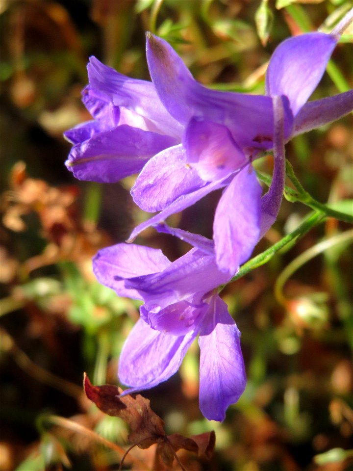 Gewöhnlicher Feldrittersporn (Consolida regalis) bei Reilingen