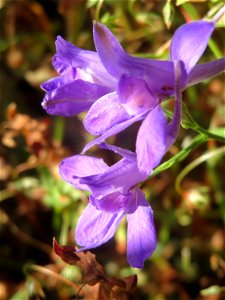 Gewöhnlicher Feldrittersporn (Consolida regalis) bei Reilingen