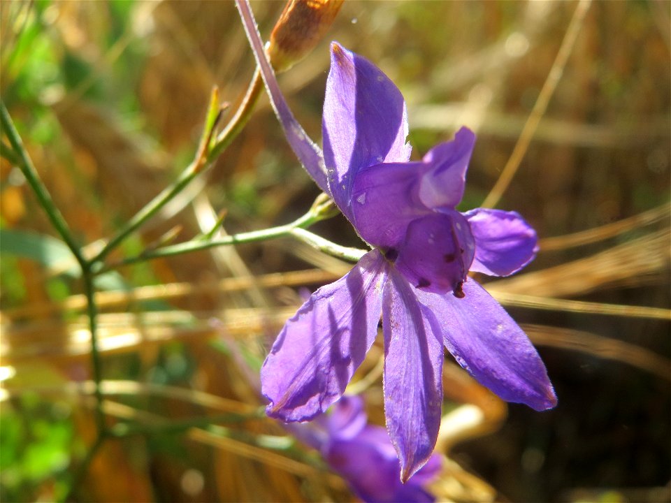 Gewöhnlicher Feldrittersporn (Consolida regalis) bei Reilingen