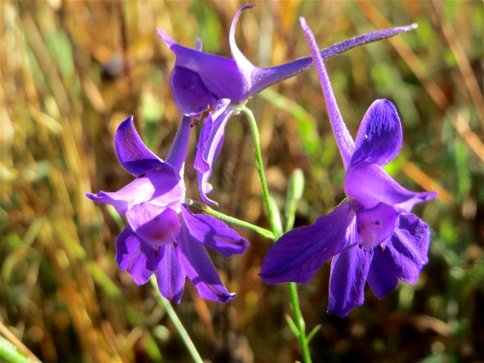 Gewöhnlicher Feldrittersporn (Consolida regalis) bei Reilingen