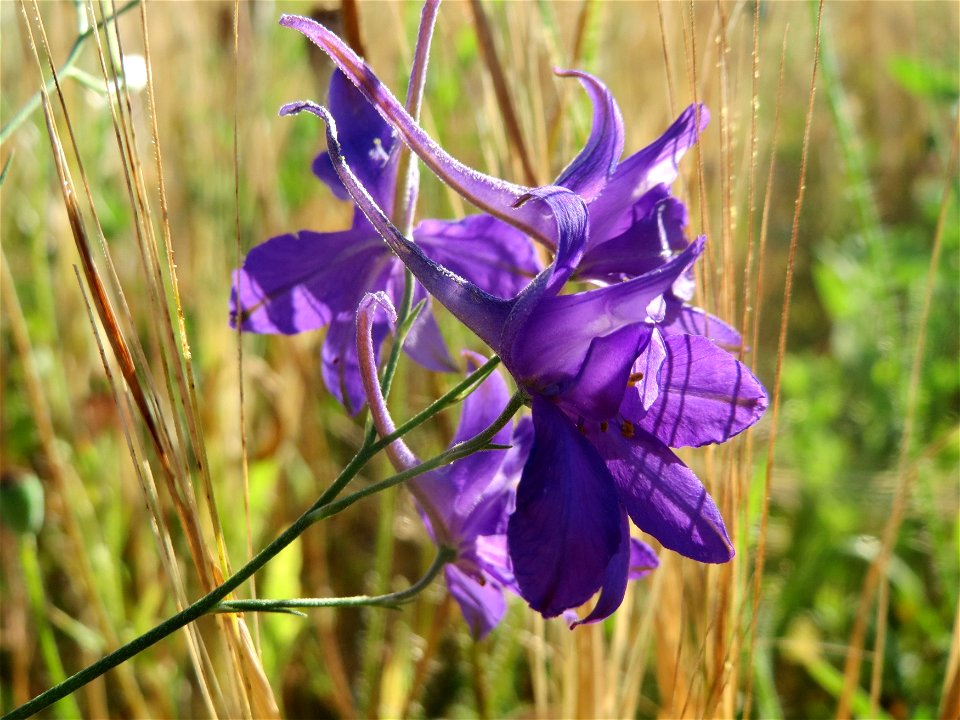 Gewöhnlicher Feldrittersporn (Consolida regalis) bei Reilingen