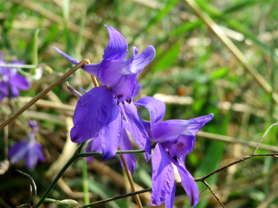Gewöhnlicher Feldrittersporn (Consolida regalis) bei Reilingen