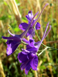 Gewöhnlicher Feldrittersporn (Consolida regalis) bei Reilingen