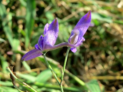 Gewöhnlicher Feldrittersporn (Consolida regalis) bei Reilingen