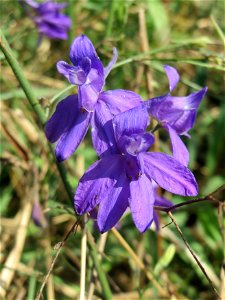 Gewöhnlicher Feldrittersporn (Consolida regalis) bei Reilingen