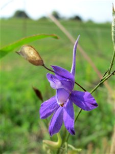 Gewöhnlicher Feldrittersporn (Consolida regalis) bei Reilingen