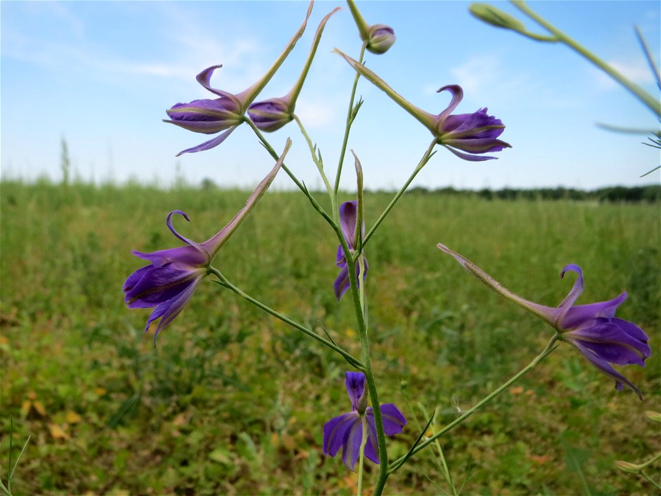 Gewöhnlicher Feldrittersporn (Consolida regalis) auf einer Wiese zum Schutz der Haubenlerche beim Dänischen Lager bei Hockenheim
