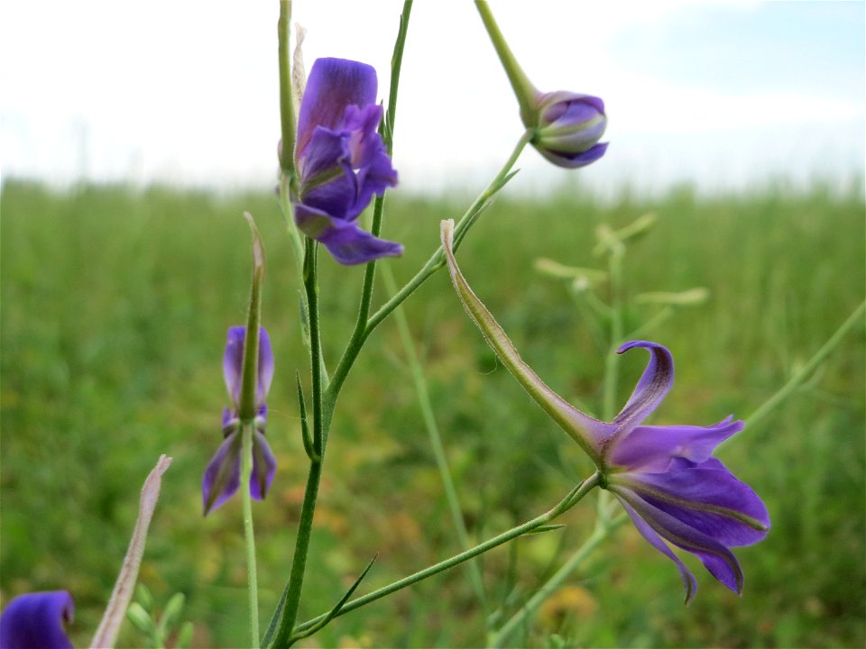 Gewöhnlicher Feldrittersporn (Consolida regalis) auf einer Wiese zum Schutz der Haubenlerche beim Dänischen Lager bei Hockenheim