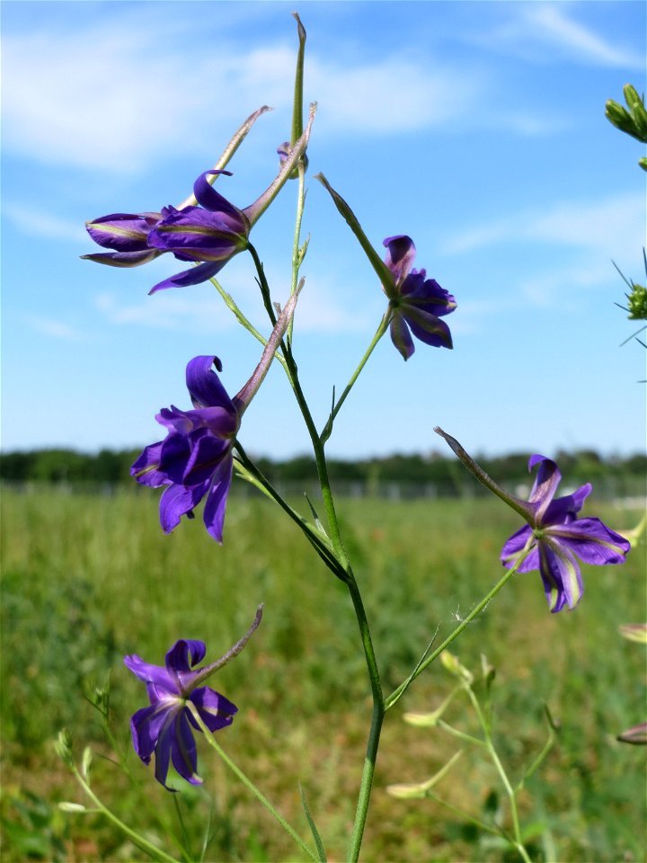 Gewöhnlicher Feldrittersporn (Consolida regalis) auf einer Wiese zum Schutz der Haubenlerche beim Dänischen Lager bei Hockenheim