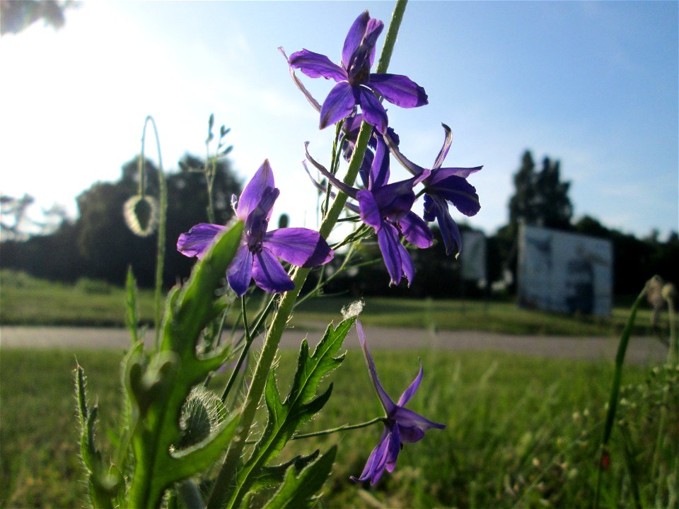 Gewöhnlicher Feldrittersporn (Consolida regalis) in Hockenheim - gesetzt in einem Grünstreifen in einer Maßnahme des Nabu Hockenheim zur Erhaltung der Artenvielfalt durch Wildblumen an Straßen- und We