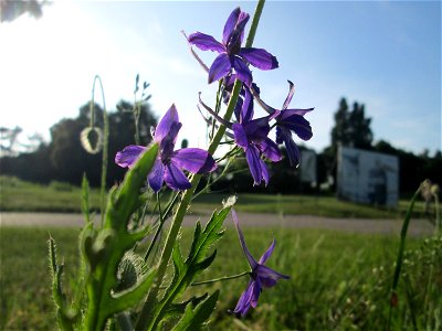 Gewöhnlicher Feldrittersporn (Consolida regalis) in Hockenheim - gesetzt in einem Grünstreifen in einer Maßnahme des Nabu Hockenheim zur Erhaltung der Artenvielfalt durch Wildblumen an Straßen- und We