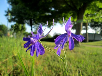 Gewöhnlicher Feldrittersporn (Consolida regalis) in Hockenheim - gesetzt in einem Grünstreifen in einer Maßnahme des Nabu Hockenheim zur Erhaltung der Artenvielfalt durch Wildblumen an Straßen- und We