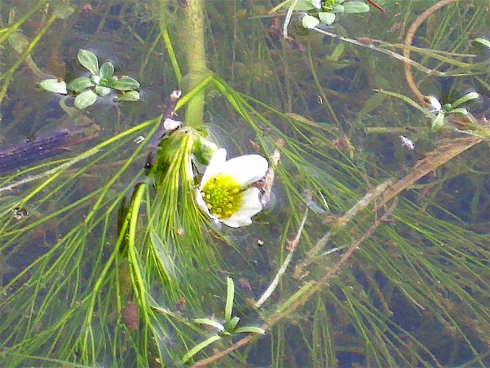 Ranunculus aquatilis close up, Dehesa Boyal de Puertollano, Spain