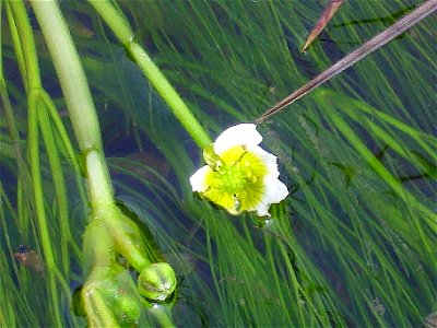 Ranunculus aquatilis flower close up, Sierra Madrona, Spain