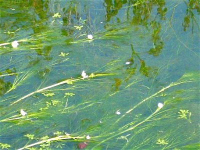 Ranunculus aquatilis habit, Dehesa Boyal de Puertollano, Spain