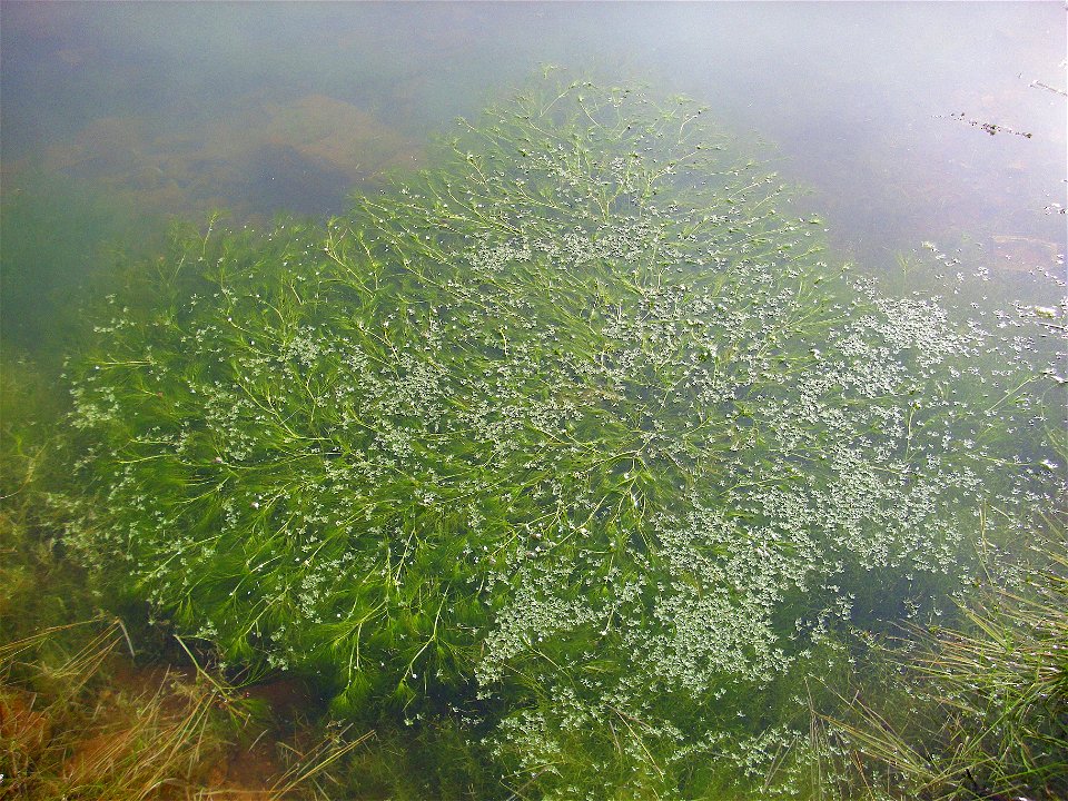 Ranunculus aquatilis habit, Dehesa Boyal de Puertollano, Spain