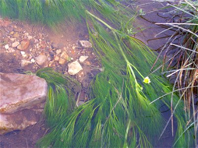 Ranunculus aquatilis habit, Sierra Madrona, Spain