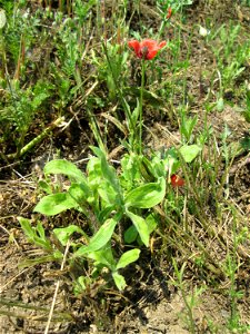 Saat-Mohn (Papaver dubium) am Rand vom Landschaftsschutzgebiet „Hockenheimer Rheinbogen“ - ursprünglich aus dem Mittelmeerraum