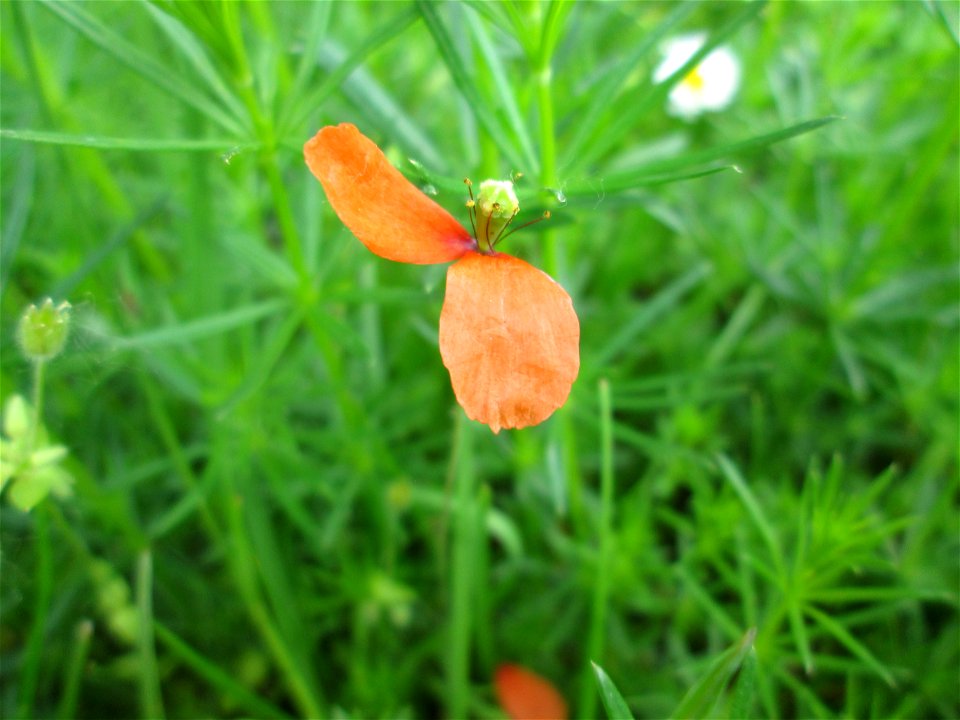 Saat-Mohn (Papaver dubium) beim Insultheimer Hof im Landschaftsschutzgebiet „Hockenheimer Rheinbogen“