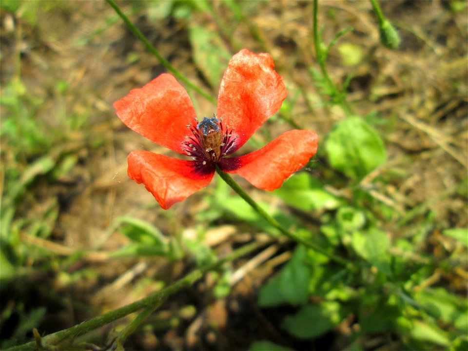 Saat-Mohn (Papaver dubium) am Rand vom Landschaftsschutzgebiet „Hockenheimer Rheinbogen“ - ursprünglich aus dem Mittelmeerraum