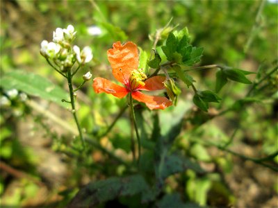 Saat-Mohn (Papaver dubium) am Rand vom Landschaftsschutzgebiet „Hockenheimer Rheinbogen“ - ursprünglich aus dem Mittelmeerraum