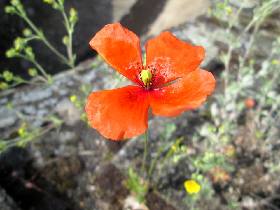 Saat-Mohn (Papaver dubium) am Hochwasserrückhaltebecken im Naturschutzgebiet „Bachwiesen/Leopoldswiesen“ im Hockenheimer Rheinbogen