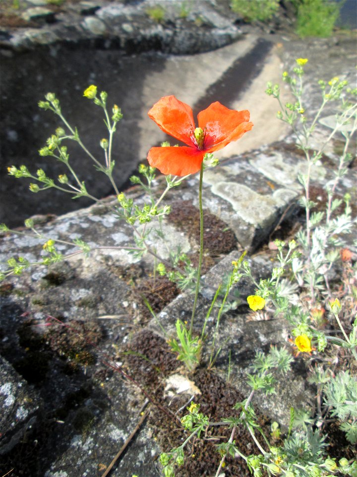 Saat-Mohn (Papaver dubium) am Hochwasserrückhaltebecken im Naturschutzgebiet „Bachwiesen/Leopoldswiesen“ im Hockenheimer Rheinbogen