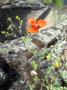 Saat-Mohn (Papaver dubium) am Hochwasserrückhaltebecken im Naturschutzgebiet „Bachwiesen/Leopoldswiesen“ im Hockenheimer Rheinbogen