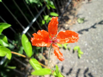 Saat-Mohn (Papaver dubium) am Straßenrand in Hockenheim