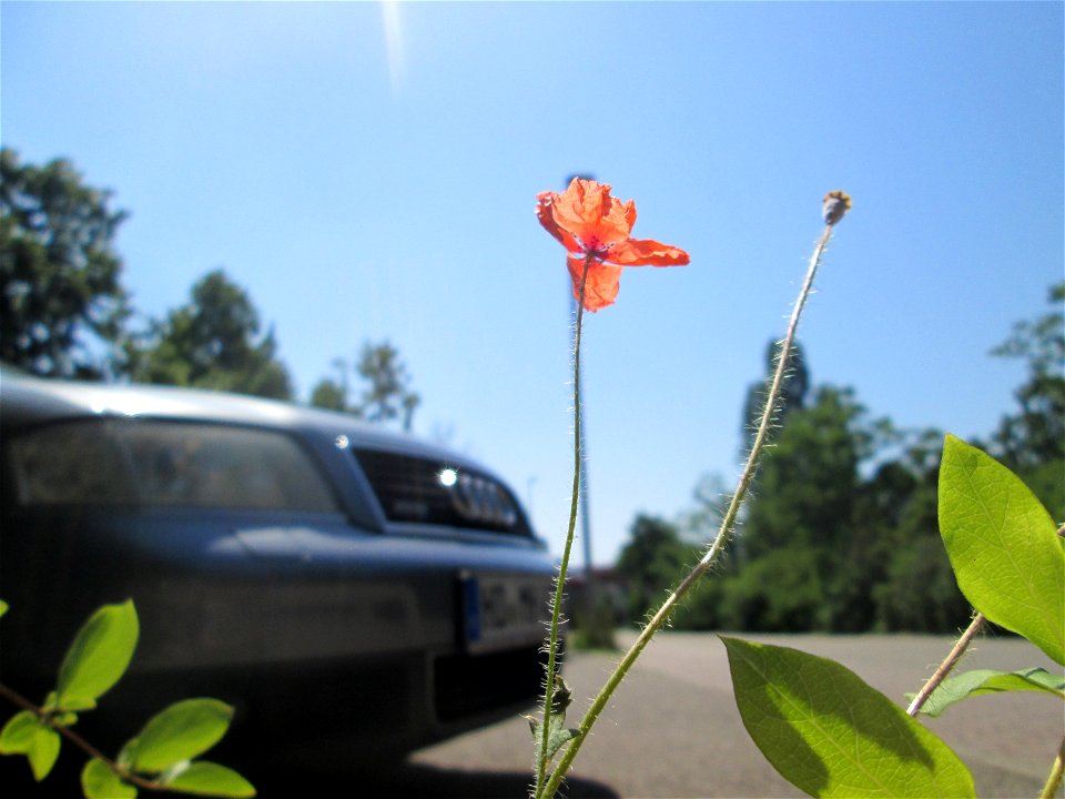 Saat-Mohn (Papaver dubium) am Straßenrand in Hockenheim