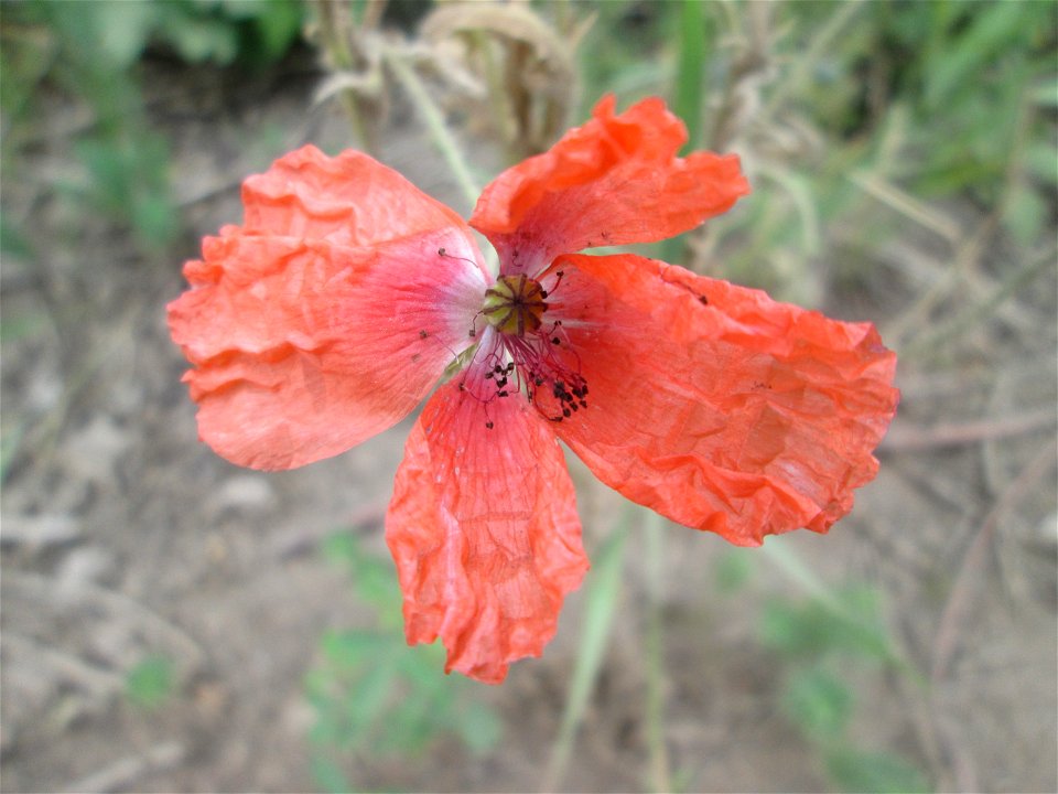 Saat-Mohn (Papaver dubium) am Straßenrand in Brebach