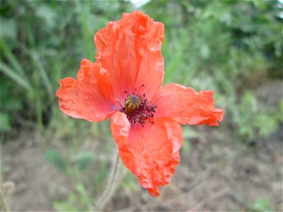 Saat-Mohn (Papaver dubium) am Straßenrand in Brebach