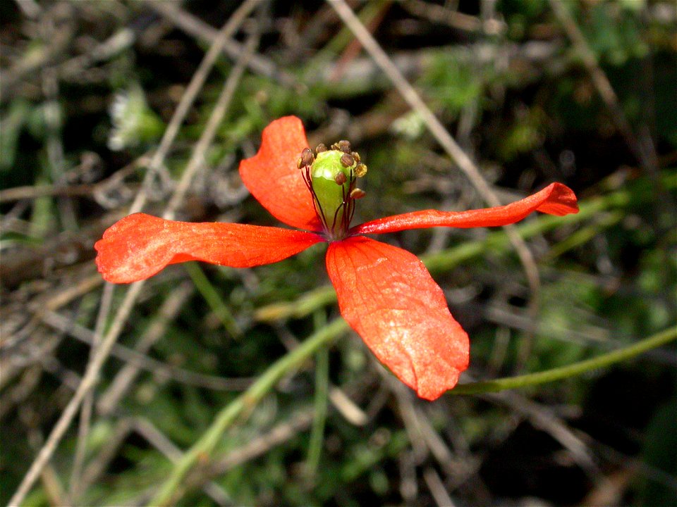 Papaver dubium subsp. lecoqii (Papaveraceae). Rivas Vaciamadrid, Madrid, España.