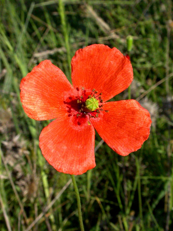 Papaver dubium (Papaveraceae). Rivas Vaciamadrid, Madrid, España.