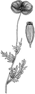 Papaver dubium BYN