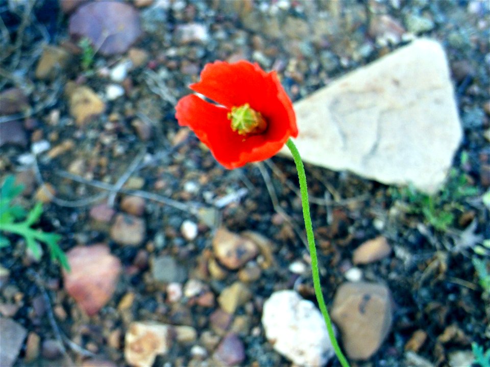 Papaver dubium Closeup Dehesa Boyal de Puertollano