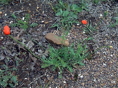 Papaver dubium plant Dehesa Boyal de Puertollano