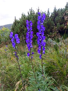 Aconitum plicatum from Krkonoše National Park, Poland (near border with Czechia)