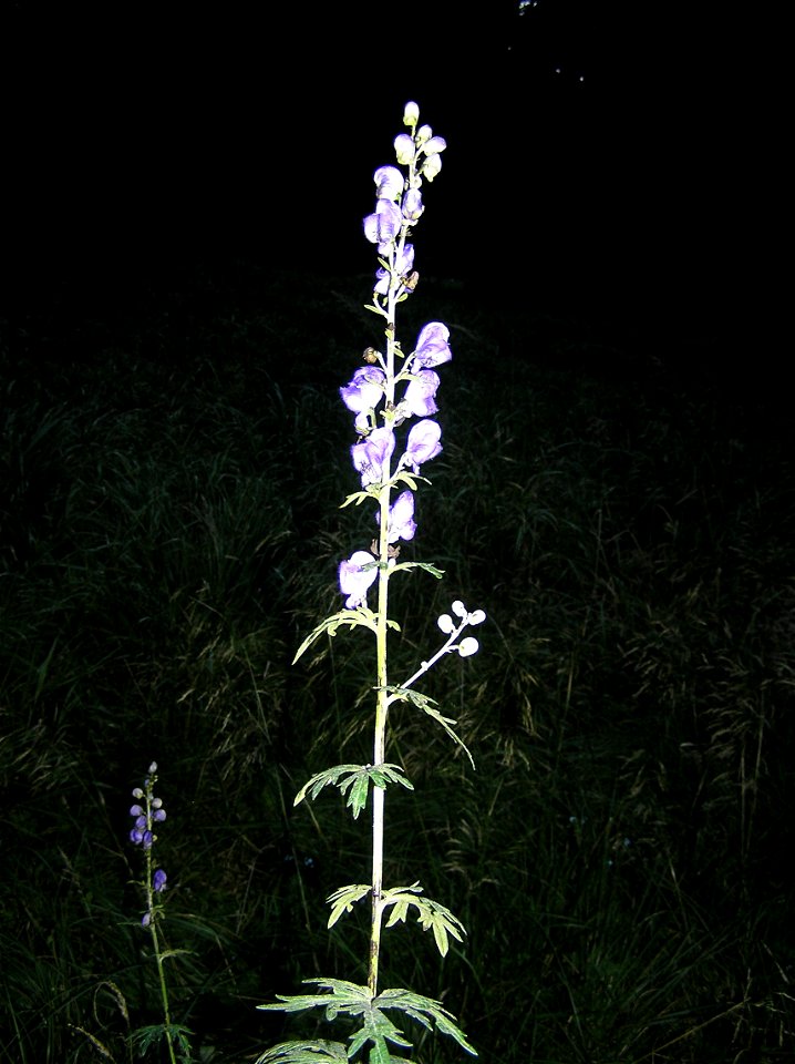 Aconitum plicatum, Králický Sněžník, Czech Republic