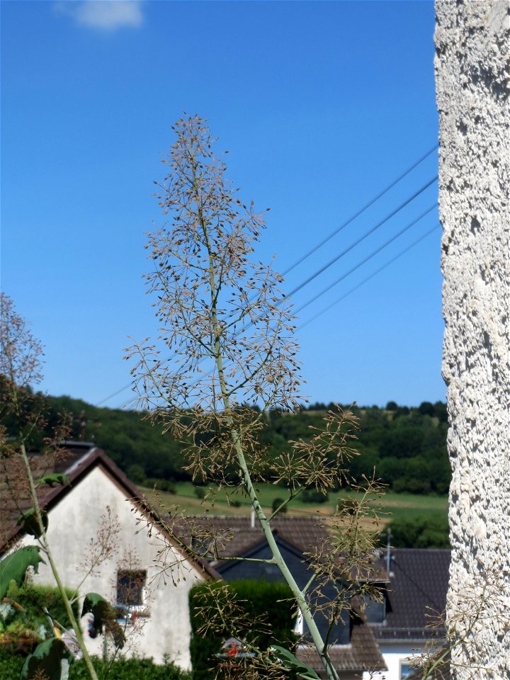 Weißer Federmohn (Macleaya cordata) in Schalkenmehren